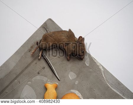 Dead Mouse On Glue. Mousetrap For Domestic Rodents. A Gray Mouse Or Rat Lies Bogged Down In A Sticky
