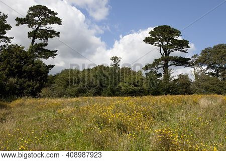 Saint Austell (england), Uk - August 19, 2015: The Lost Gardens Of Heligan, Cornwall, England, Unite
