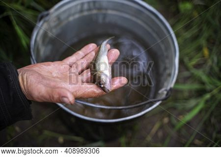 Ide Leuciscus Idus With A Fishhook And A Bait In A Mouth Is On A Blurred Background. The Caught Fish