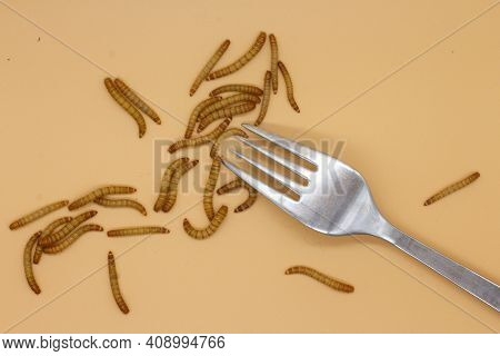 Mealworms Or Tenebrio Molitor For Human Consumption Entomophogy