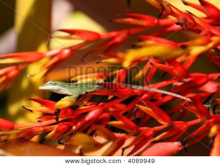 Anole