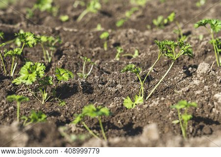 Young Parsley On The Ground On A Sunny Morning, Thin Stalks Of Green Young Parsley Grow On Freshly P