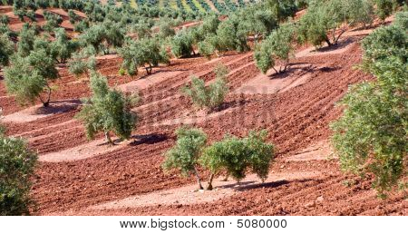 スペイン、アンダルシアでのオリーブの木