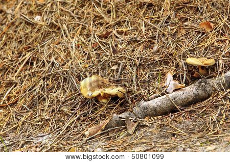 Forest Wild Mushroom On The Ground