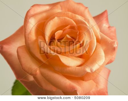 Madri giorno Rose fiori albicocca arancio