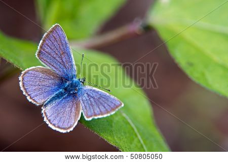 Mazarine Blue (Polyommatus Semiargus).mazarine Blue (Polyommatus Semiargus)