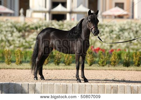 American Miniature Horse Standing