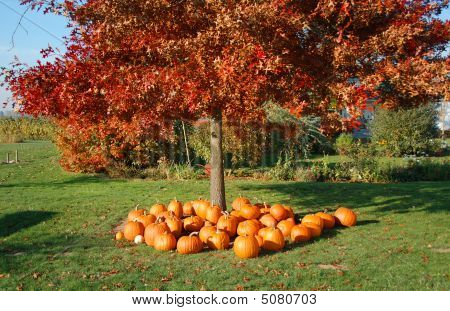 Pompoenen