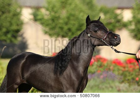 American Miniature Horse Standing