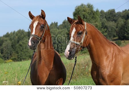 Portrait Of Two Nice Arabian Horses