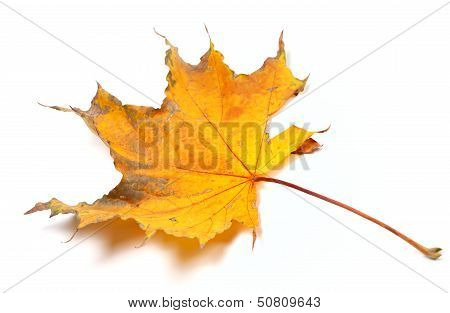 Autumn Yellowed Maple Leaf