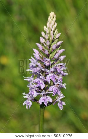 Common Spotted Orchid