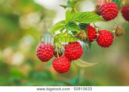 Raspberry. Raspberries. Growing Organic Berries Closeup