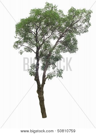 Tree Isolated On The White Baskgrounds