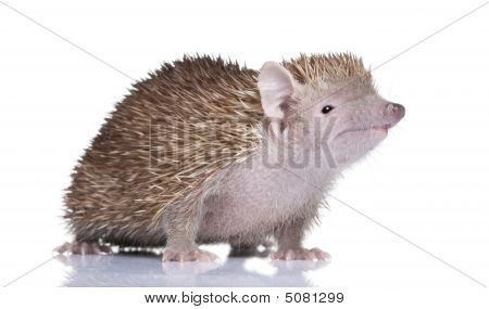 Lesser Hedgehog Tenrec - Echinops Telfairi