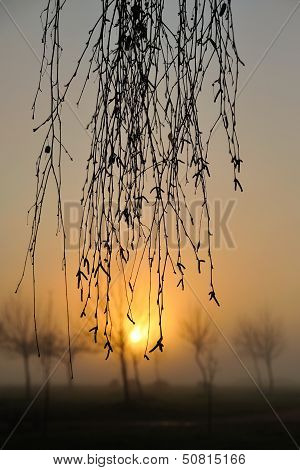 Early Morning Curtain #2