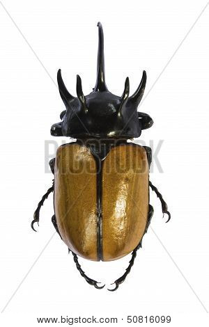 Big horned beetle.