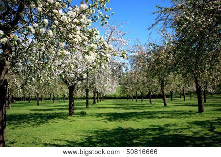Beautiful orchard in blossom