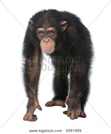 Unge chimpanse - Simia Troglodytes (5 år gammel)