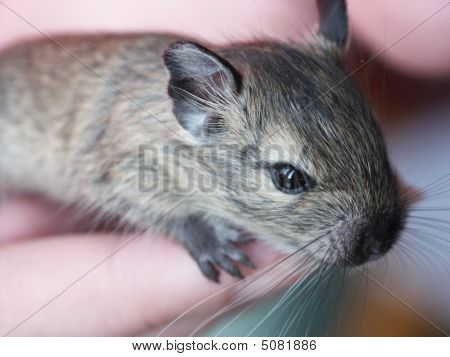 wenig degu