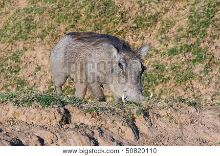 Warthog Feeding On Its Knees