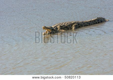 Nile Crocodile With Open Mouth