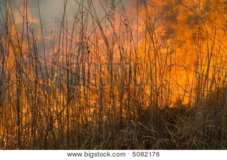Plamen Brushfire