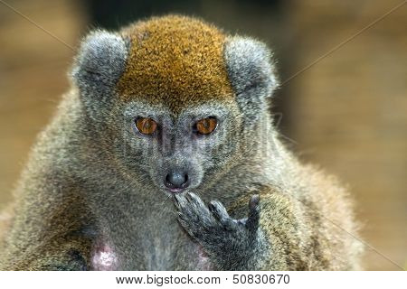 Lac Alaotra gentle lemur