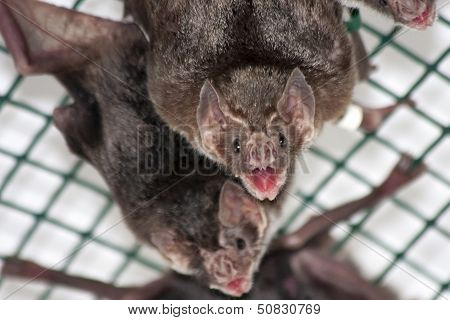 Common vampire bat