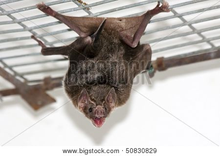 Common vampire bat