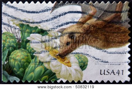 UNITED STATES - CIRCA 2007: stamp printed in USA shows Saguaro lesser long-nosed bat circa 2011