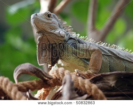 Iguana