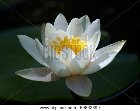 Waterlily