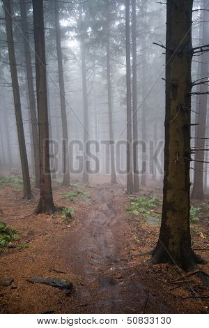 Foggy Forest
