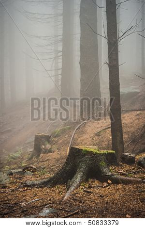 Foggy Forest