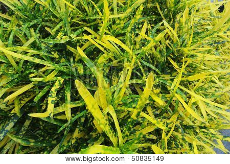 Variegated Leaves