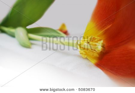 Tulip