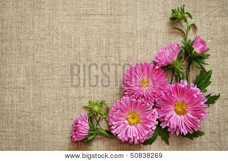 Asters On Canvas Background