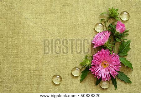 Pink Asters Composition