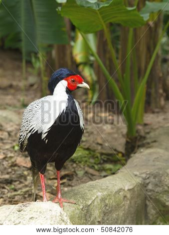peacock