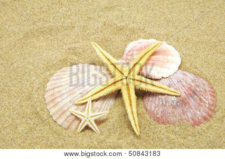Beach Background