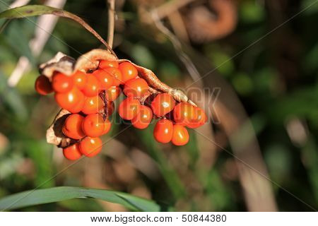 Iris Berries