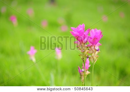 Pink flower in Thailand