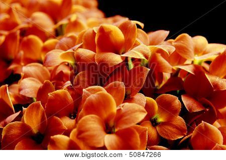 Beautiful Flower Of Kalanchoe.