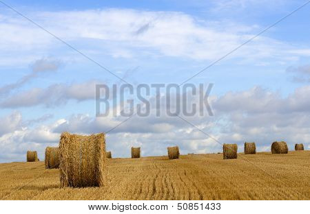 Harvest Time