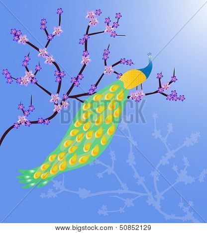 Peacock