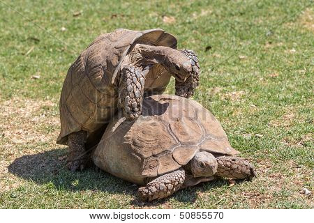 Sulcata Tortoise