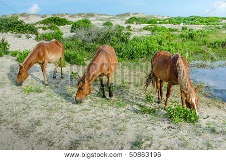 The Wild Horses of Corolla of the Outer Banks in North Carolina