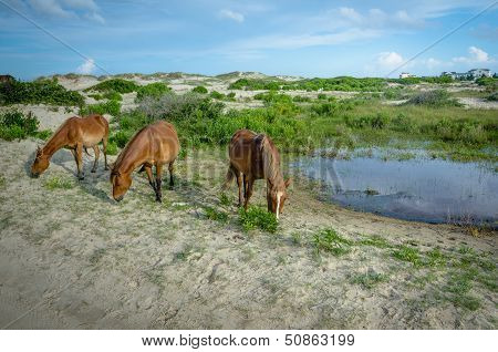 Three wild horses grazing in the sand dunes