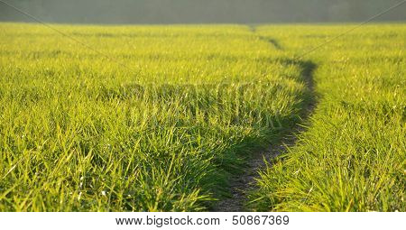 Green Meadow In The Sunshine In The Evening